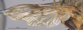 Media type: image;   Entomology 22235 Aspect: Wing front